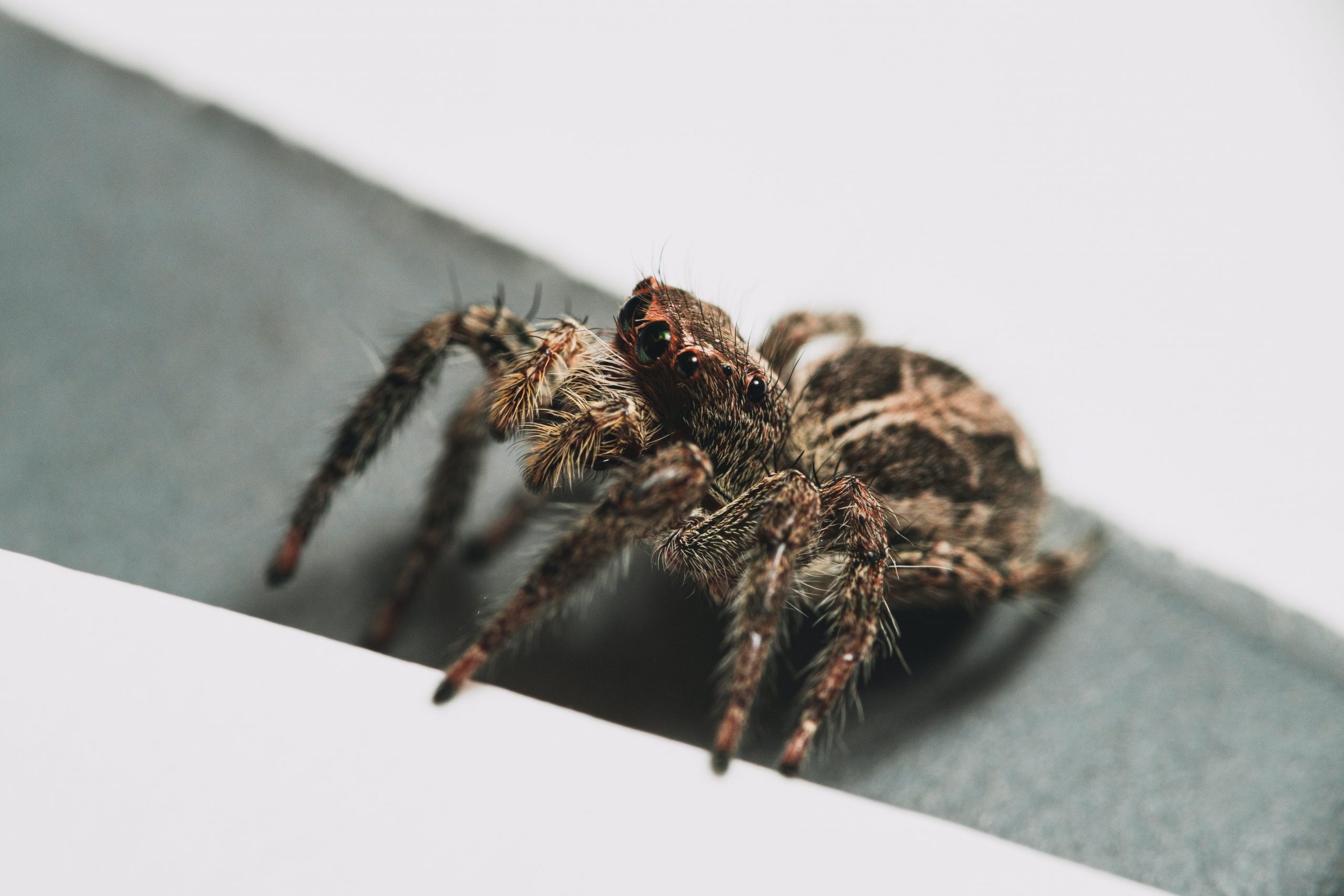 Baby Spider’s Rocket